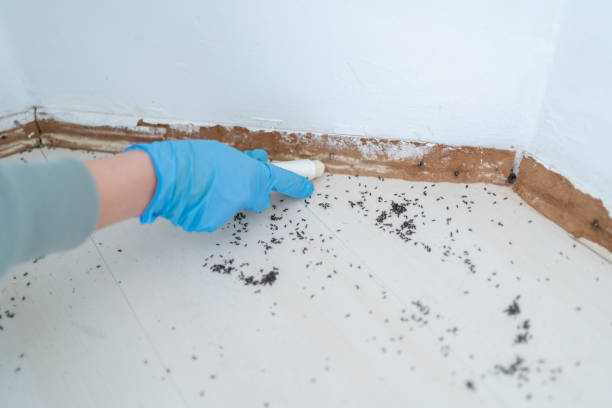 Best Ant Control Services  in Borden, IN